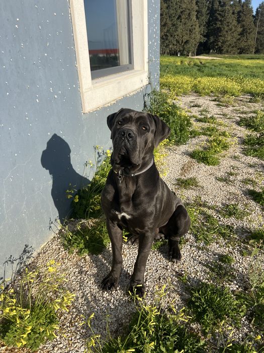 Cane Corso Italiano - Macho Cinzento