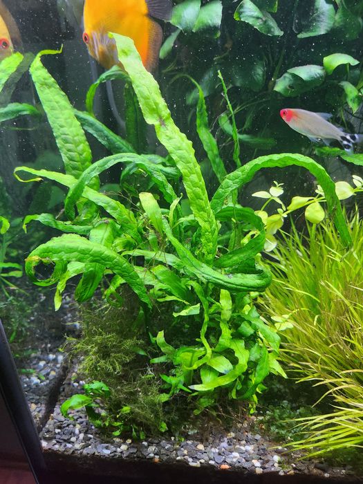 Rośliny akwariowe z przycinki