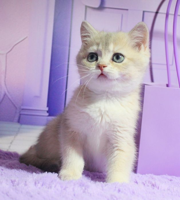 Красуня британська дівчинка в забарвленні голубе золото