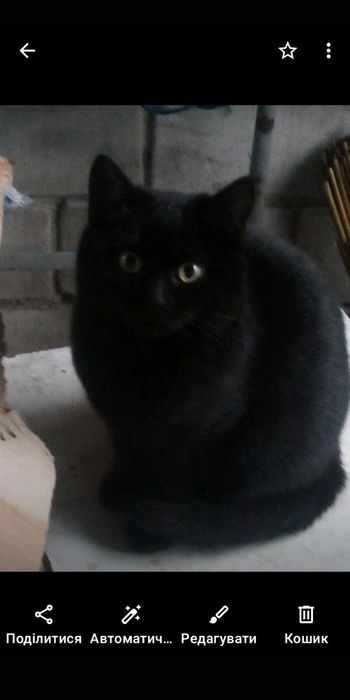 Киця в добрі руки