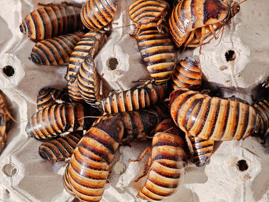 Pakiet owadów karmowych