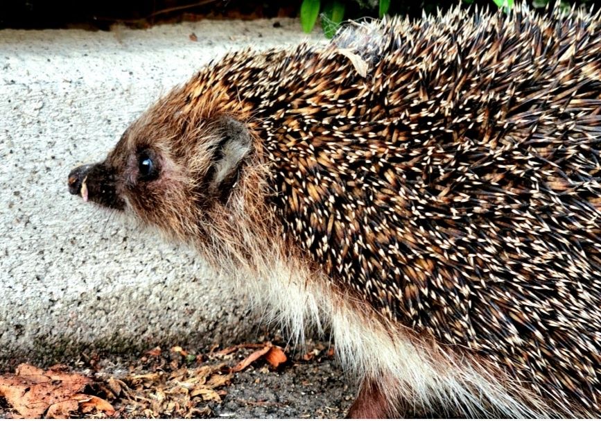 2-комнатная квартира по адресу ул. Васильковская (площадь 60 м²) - Atlanta.ua - фото 14