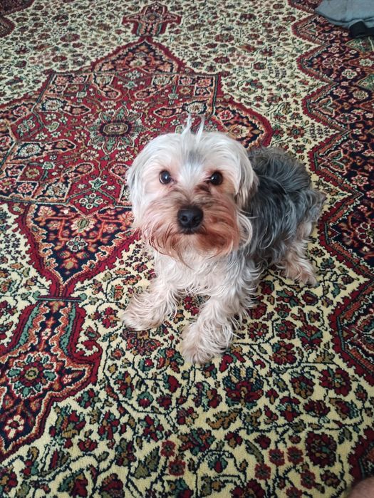 Продам собачку за символическую цену.