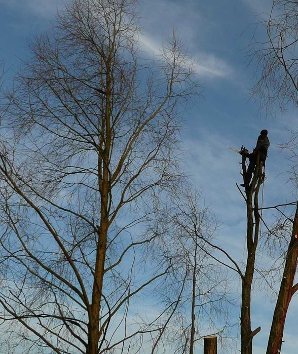 BEZPIECZNA Wycinka i Pielęgnacja Drzew | DOŚWIADCZONY Arborysta