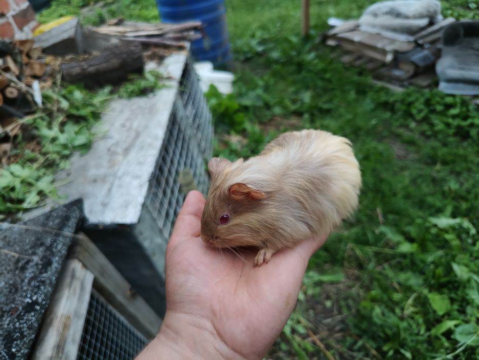 Świnki morskie (rasa kawia domowa)