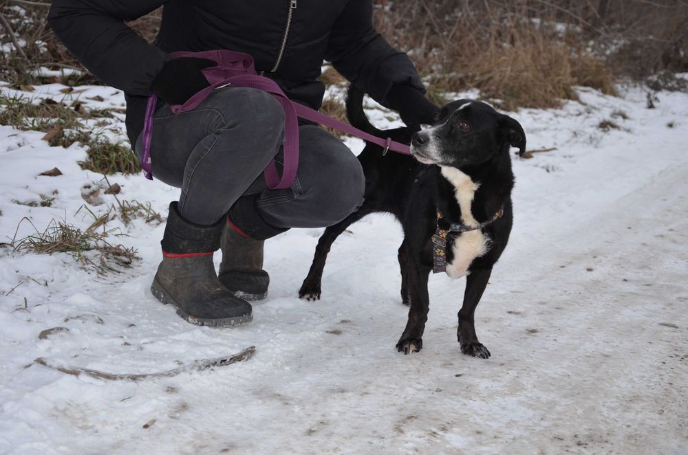 Frania do pokochania - adopcja