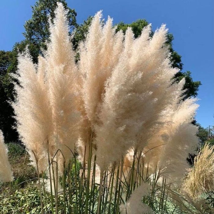 Trawa pampasowa biała i różowa sadzonka P11
