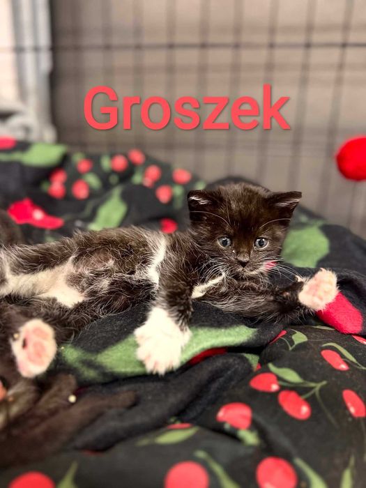 Kociaki słodziaki szukają domku