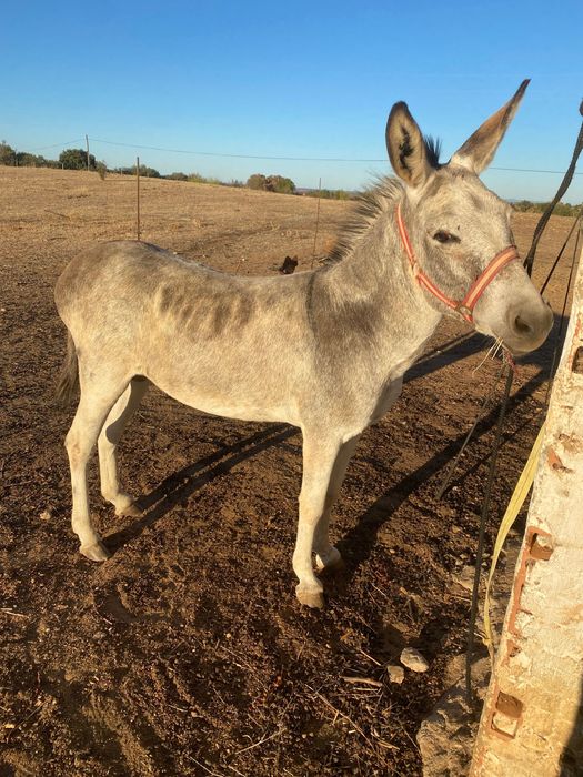 Vendo burro anão muito mansinho