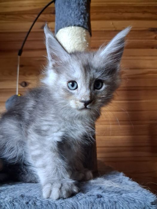 Maine coon, olbrzymi kot, kocur