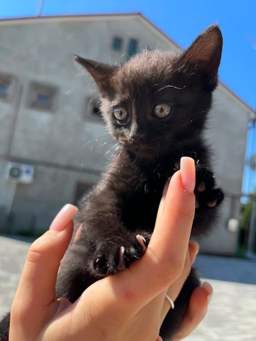 Віддам котиків в хороші руки