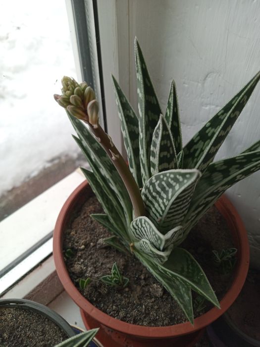 Акція!Алоє декоративне,тигрове