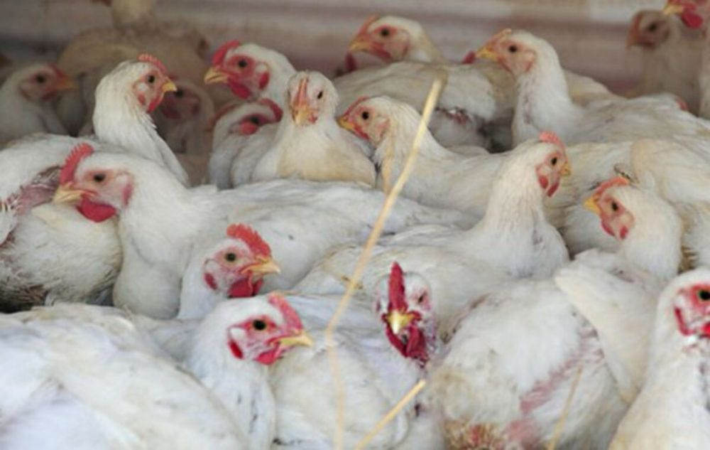 яйце інкубаційне бройлер Росс 708