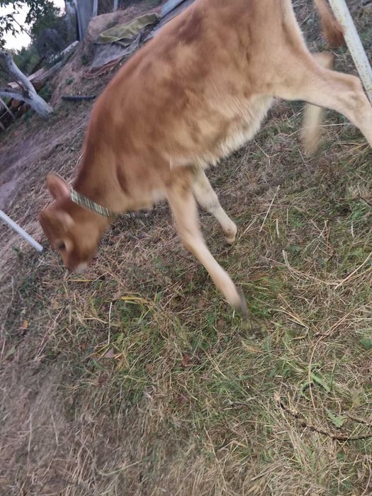 Джерсейским телки