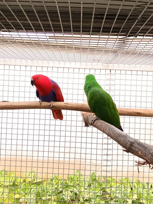 Casal Papagaios Ecletus