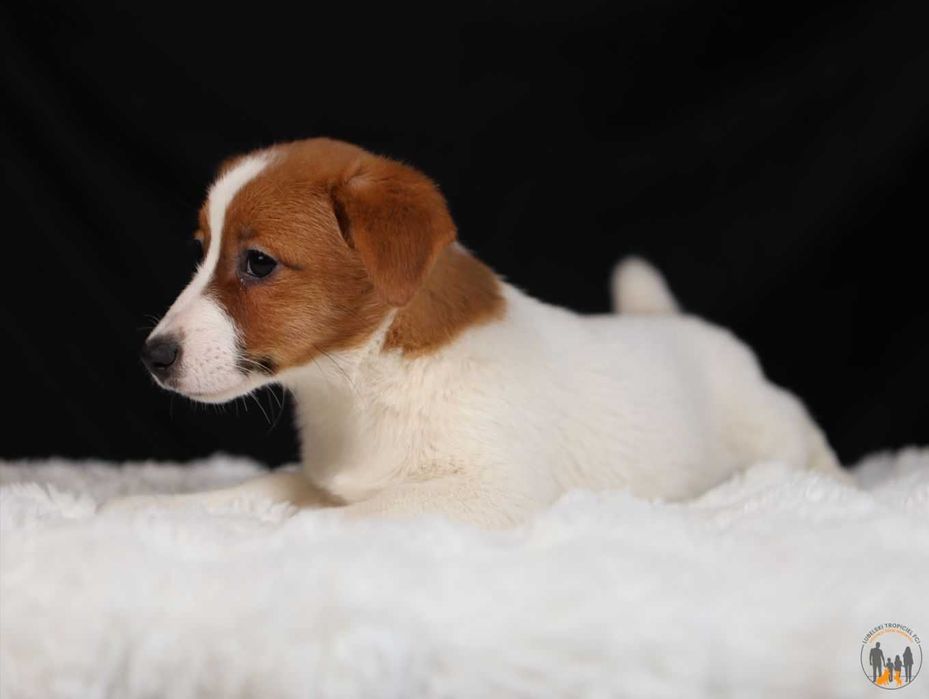 Jack Russell Terrier ZKwP FCI suczka w.krótki