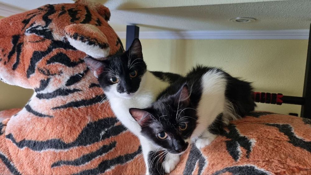 Милые, здоровые котята (4 месяца)