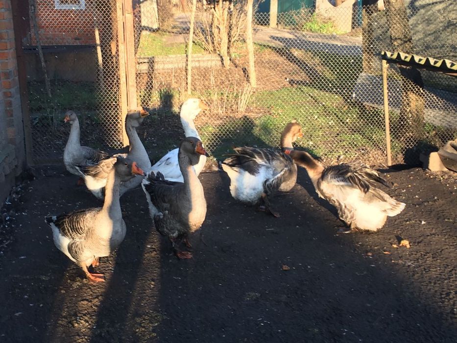 Гуси домашні великі