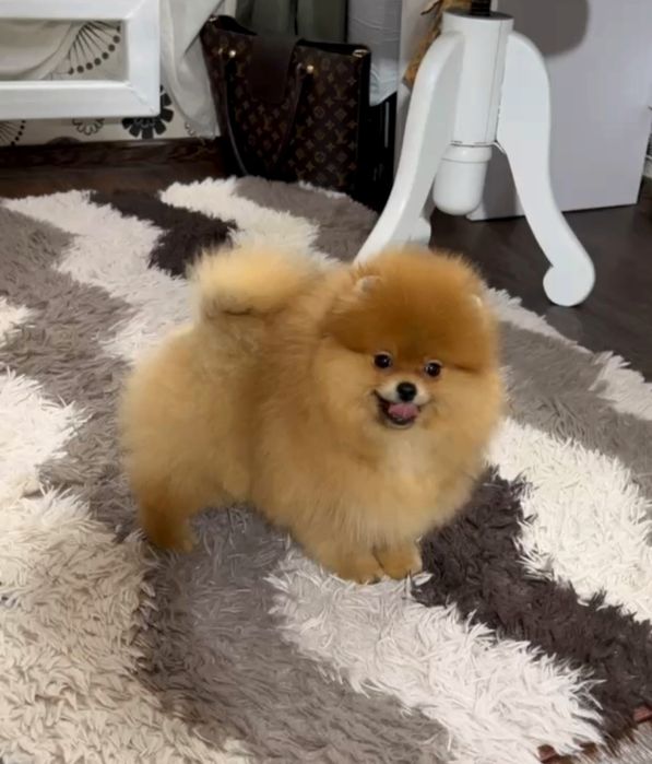 Шпiц цуценя КСУ .