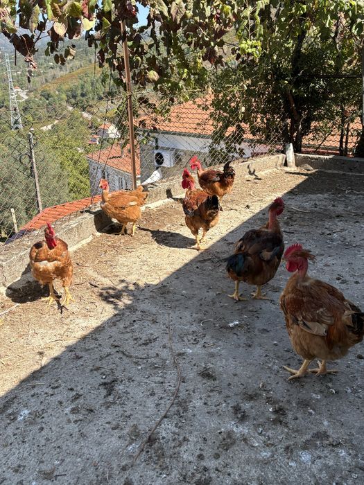 Galos para venda