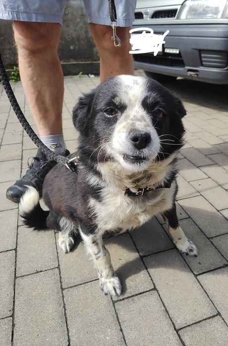 Sunia Diana do adopcji