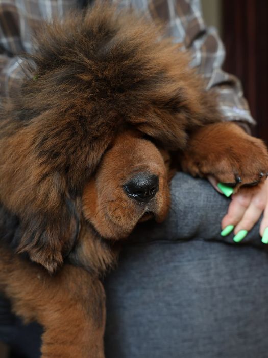 Мальчик Тибетский мастиф