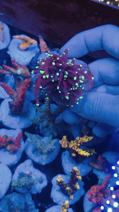 Euphyllia Aquaman Torch koralowiec LPS