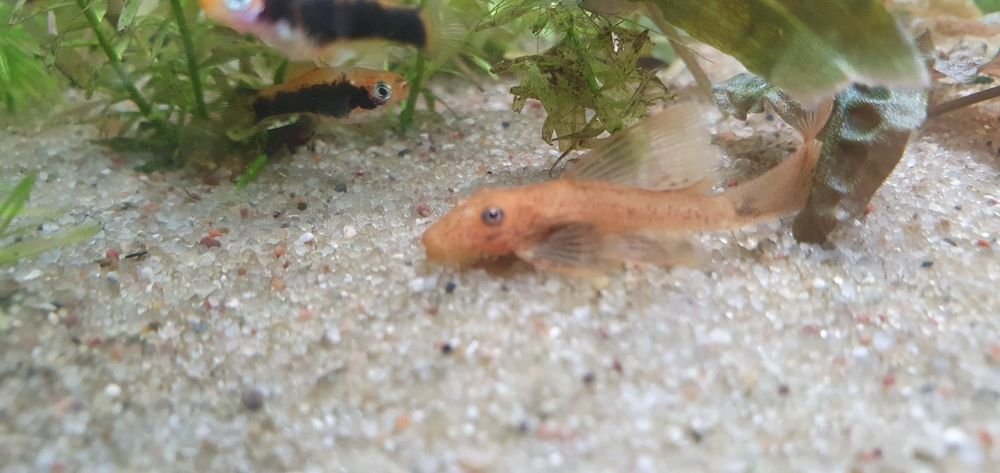 Zbrojnik Red ancistrus - glonojad