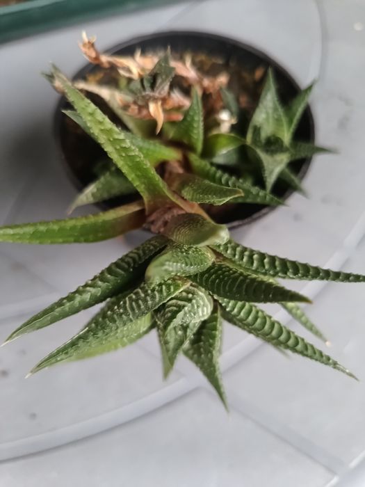 Haworthia limifolia
