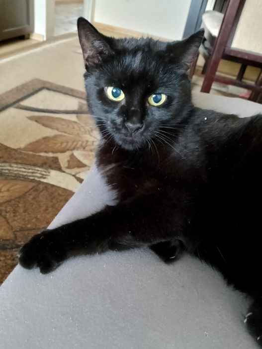 Ok.2 letnie piękne czarne damy do adopcji.