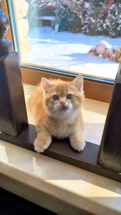 Неймовірні британські золоті шиншили