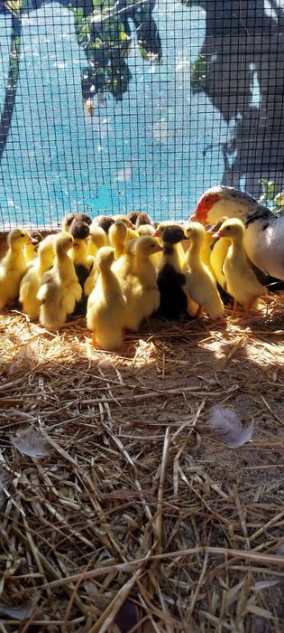 Patos mudos oportunidade