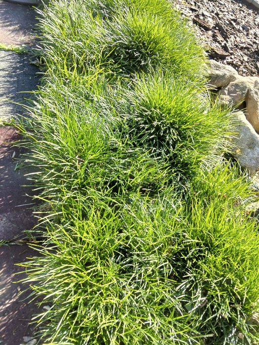 Vendo Ophiopogon japonicus