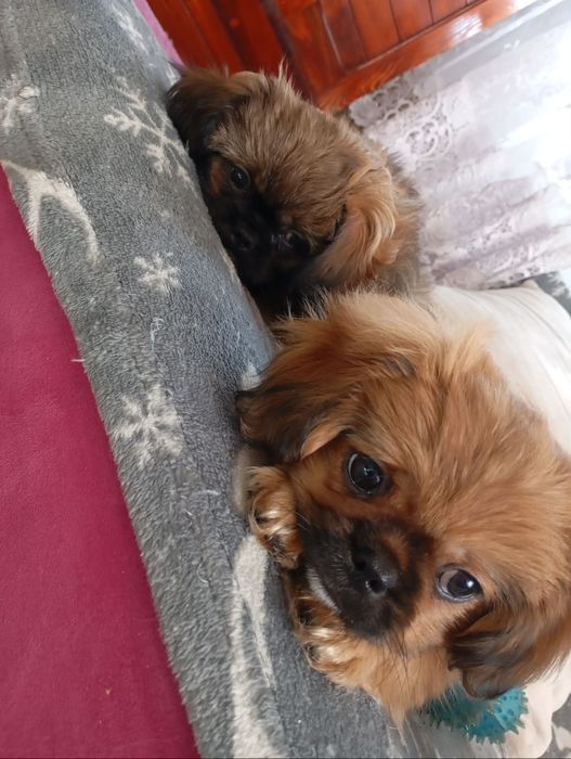 Piesek i suczka , uwielbiają się bawić