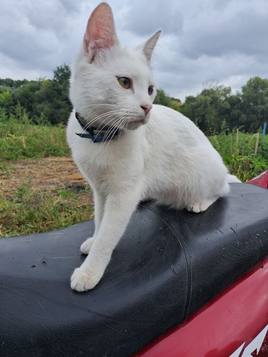 Пропав котик билий