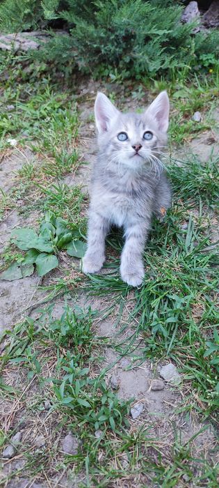Кошенята дівчата шукають родину