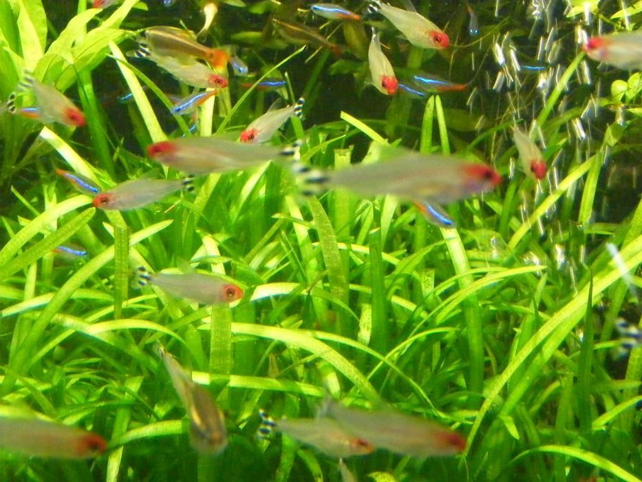 GB Rodostomus, Zwinnik Blehera | Pakiet 1 - 19 szt.