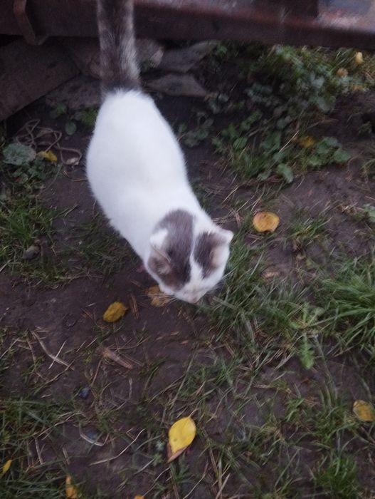 Молоденький котик 1.7-2 роки