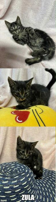 Kocięta proszą o domki.