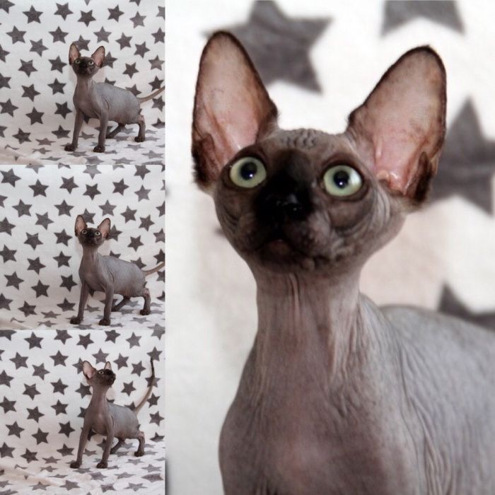 Королевские котята