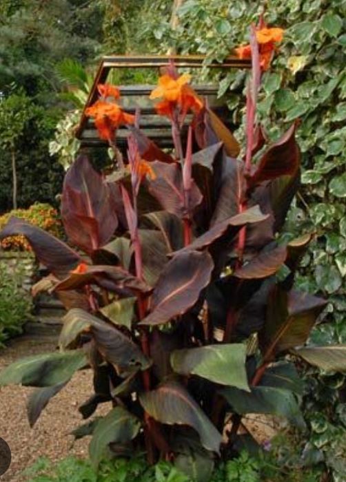 Três rizomas de Canna "Black Knight", Canna "Wyoming" e Canna "Glauca"