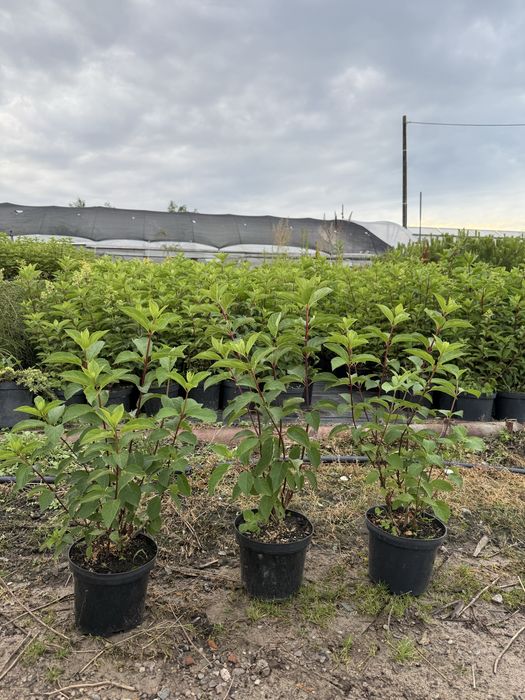 Hortensja Bukietowa Vanilia Fraise