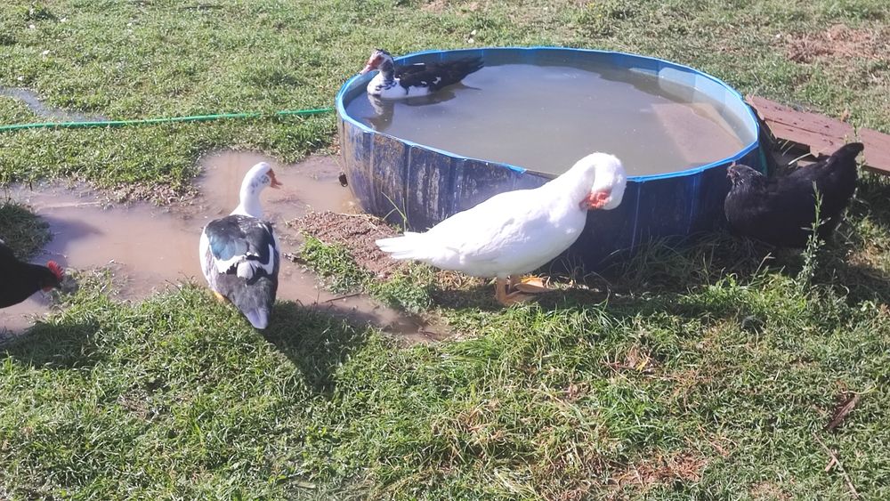 Trio de patos mudos