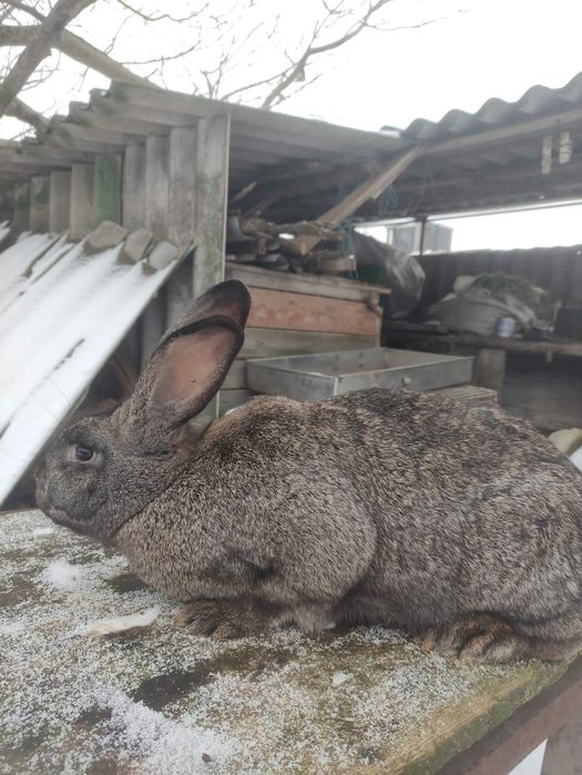 Продам молодих кроликів