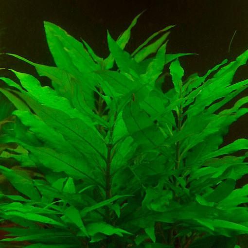 Hygrophila Siemens - Rośliny Akwariowe