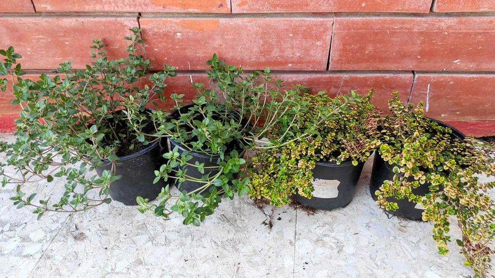 Lúcia-lima Tomilho Alecrim Salvia Segurelha Manjerona Hortelã Louro