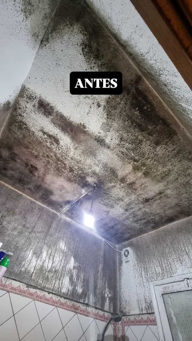 Remoção de Bolor e Humidade | Tratamento Profissional