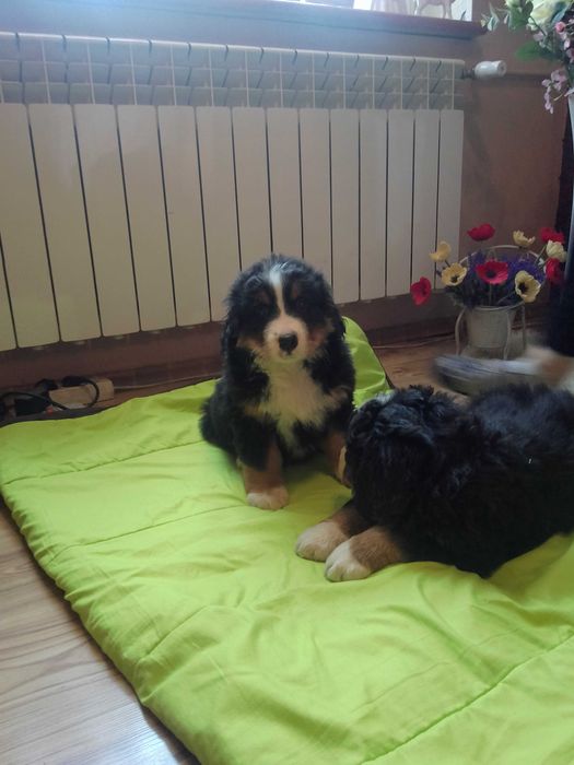 Sczeniaki Bernenski Pies Pasterski