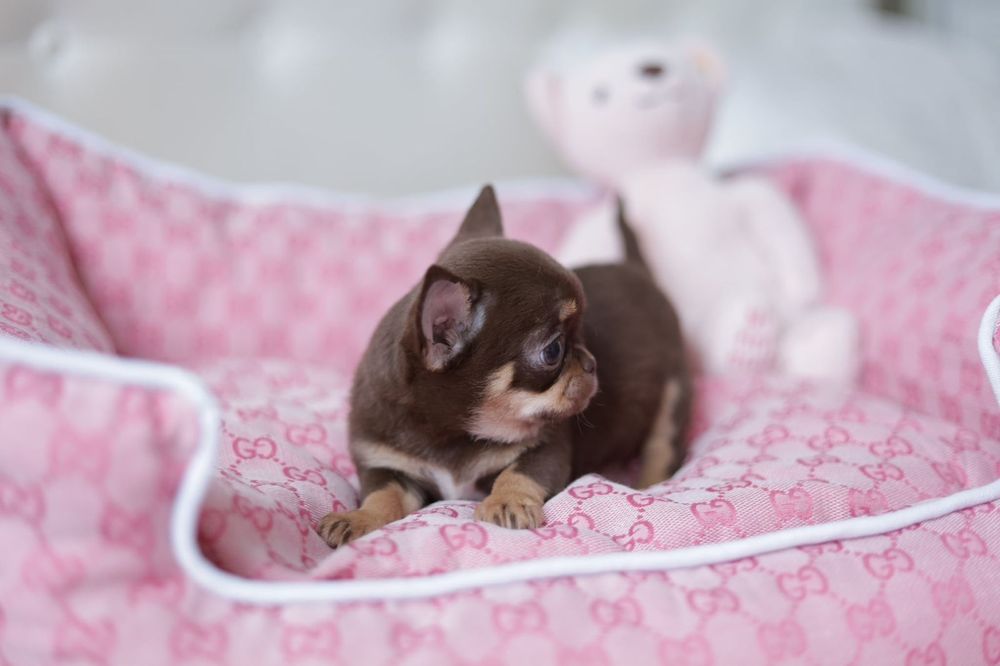 Mikro chihuahua FCI dziewczynka