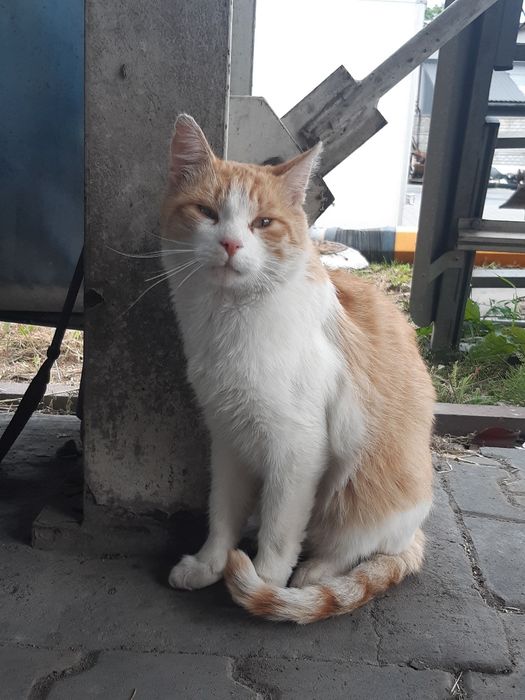 * Kot Kotek Przygarnij *